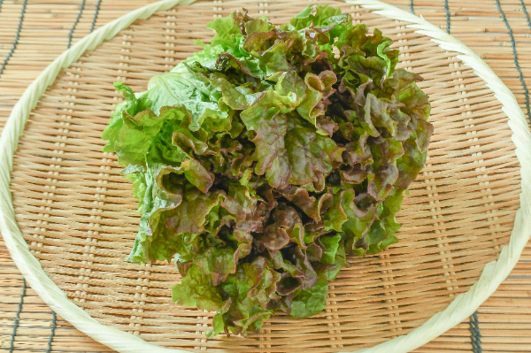 サニーレタス 【業務用食材の仕入れなら八面六臂】