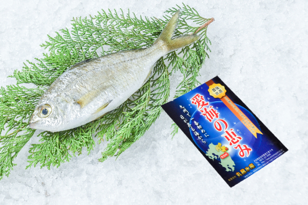 愛海の恵み（丸昌水産）　ダイミョウサギ（大分県佐伯産）