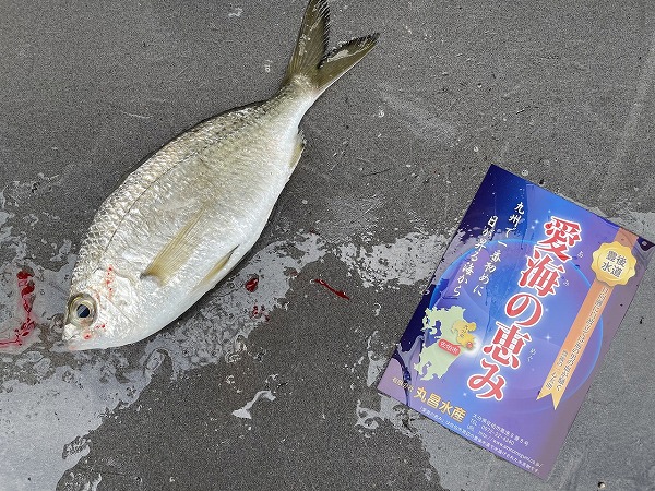 愛海の恵み（丸昌水産）　ダイミョウサギ（大分県佐伯産）（次回入荷時に撮影してください）