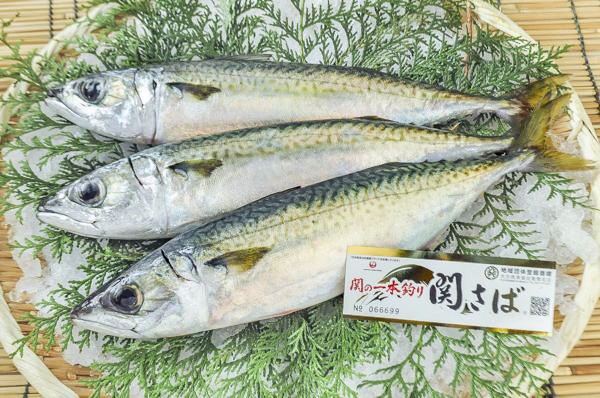 関さば（大分県佐賀関産）