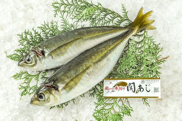 関あじ 八面六臂