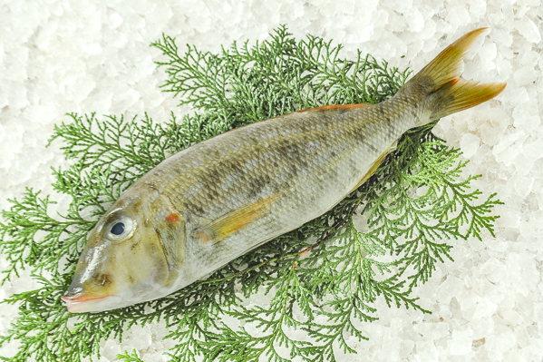 ホオアカクチビ 釣物 八面六臂