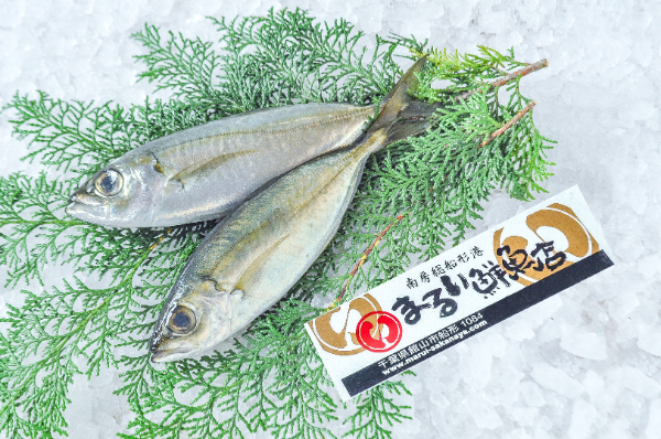 まるい鮮魚店　メアジ（千葉県館山市船形産）