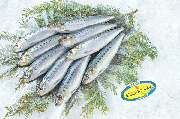 鹿児島かねご水産　マイワシ　1kg（鹿児島県産）