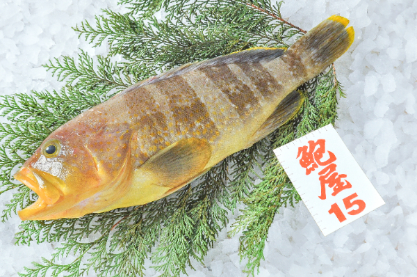 鮑屋　キハタ（アオハタ）（神奈川県小田原産）