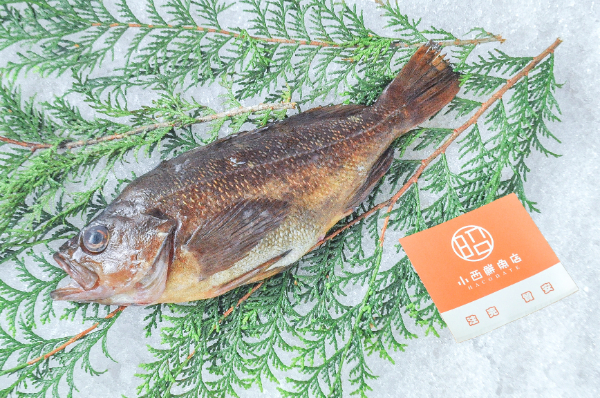 エゾメバル（釣物）