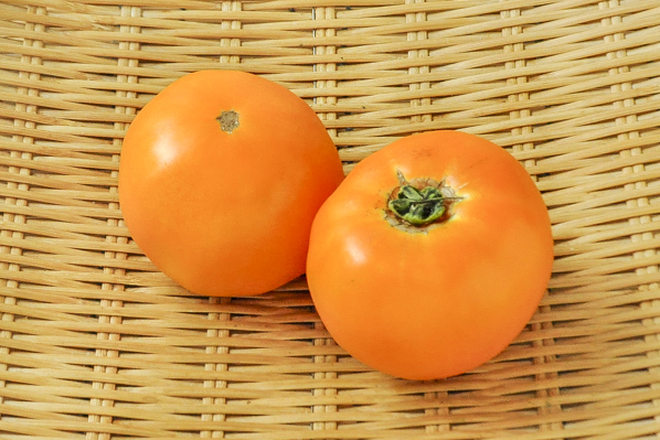 築地産業　オレンジトマト（24玉サイズ）（マンゴートマト）