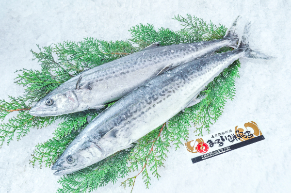 サワラ（鰆） 【業務用食材の仕入れなら八面六臂】