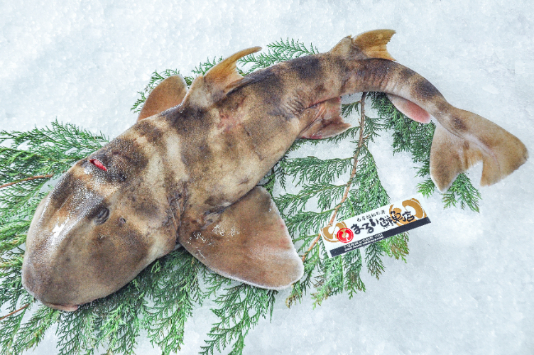 ネコザメ乾燥標本 活〆ネコザメ（釣物） 【業務用食材の仕入れなら八面六臂】