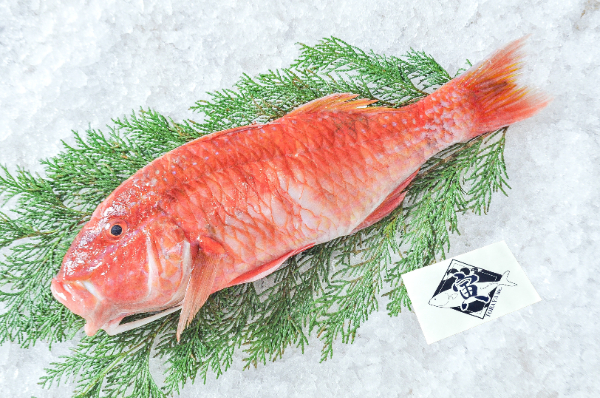 TORAYA　タカサゴヒメジ（愛媛県宇和島産）