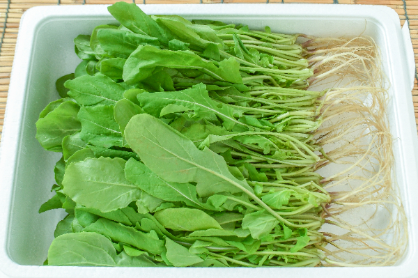 ルッコラ 【業務用食材の仕入れなら八面六臂】
