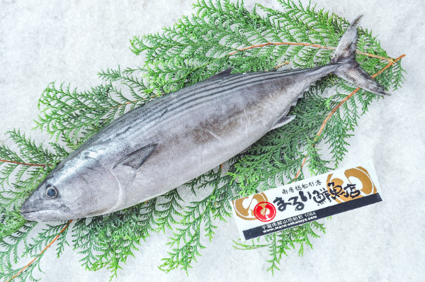 活〆ハガツオ（定置網）