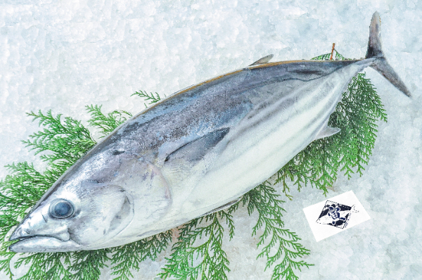 TORAYA　カツオ（愛媛県宇和島産）