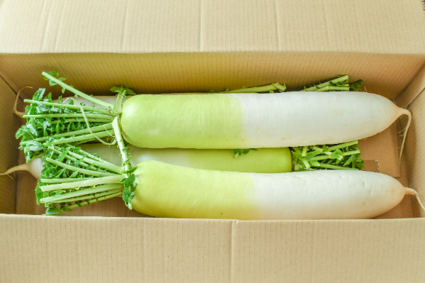 大根（加工用） 【業務用食材の仕入れなら八面六臂】