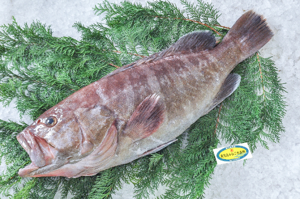 マハタ（釣物）