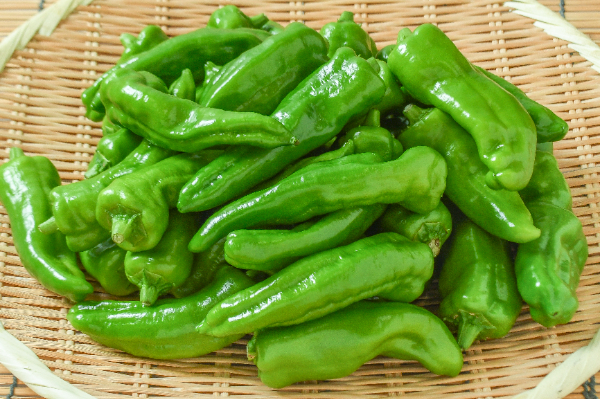 甘長ししとう（無S）1kg