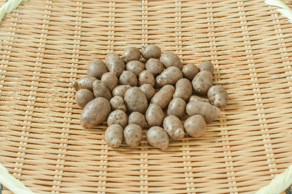 むかご（L） 【業務用食材の仕入れなら八面六臂】