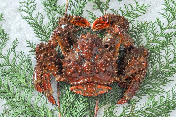 大容量紅ズアイ蟹3kg(1kg×3)足折れあり 大容量紅ズアイ蟹3kg(1kg×3)足折れあり 大容量紅ズアイ