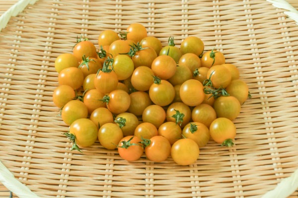 ミニトマト（黄）（サイズ混み）500gr