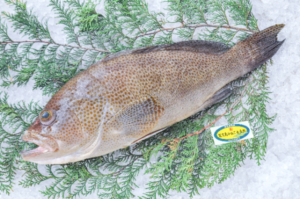 鹿児島かねご水産　オオモンハタ（鹿児島県産）