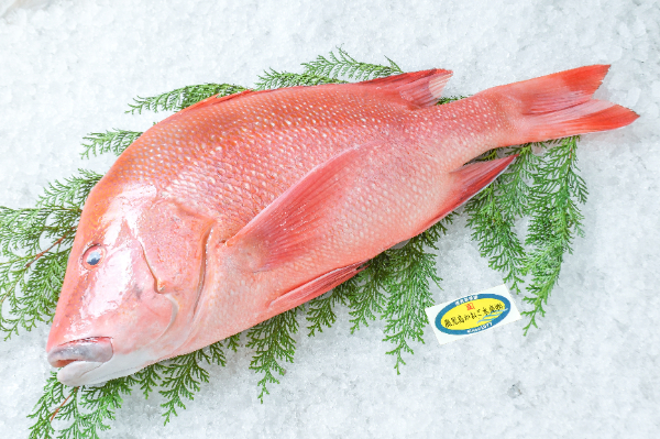 活〆神経抜きセンネンダイ