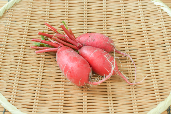 たんとファームの農薬不使用赤ミニ大根