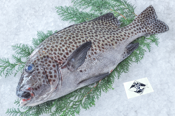 TORAYA　チョウチョウコショウダイ（キズ）（愛媛県宇和島産）