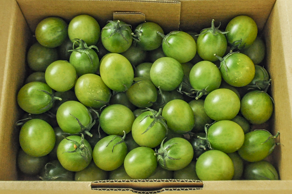 ミニトマト（あまえぎみ）（グリーン）（箱）1kg