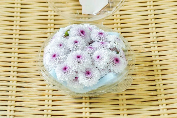 紫小菊（菊の花）（ドリームポンポン）（薄）