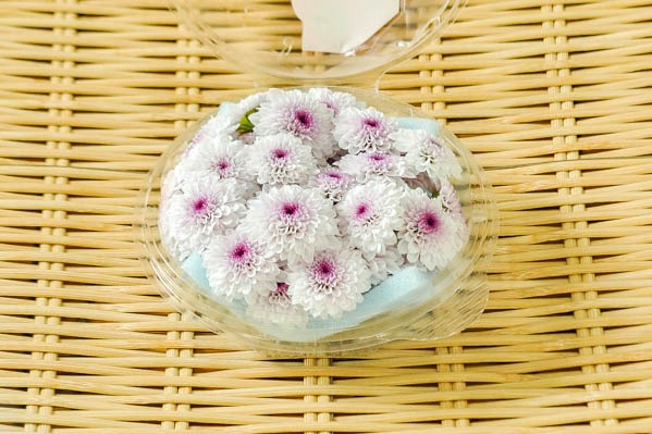 紫小菊 菊の花 ドリームポンポン 薄 八面六臂