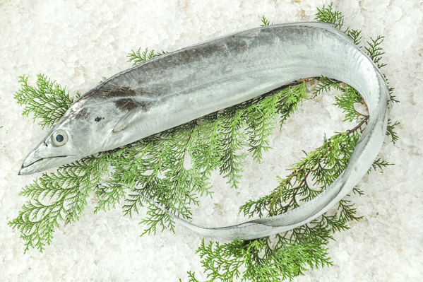 タチウオ 釣物 八面六臂