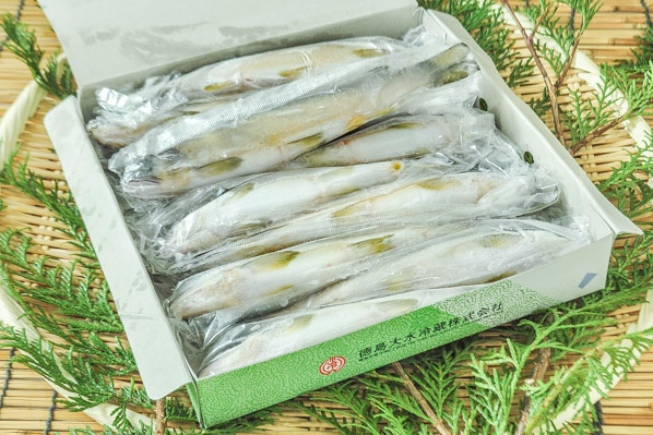 養殖あゆ