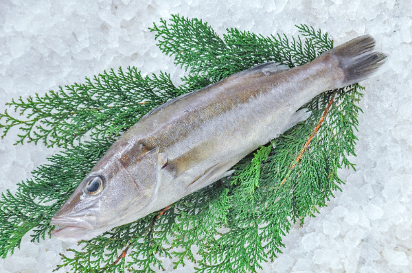 活〆アラ（釣物）