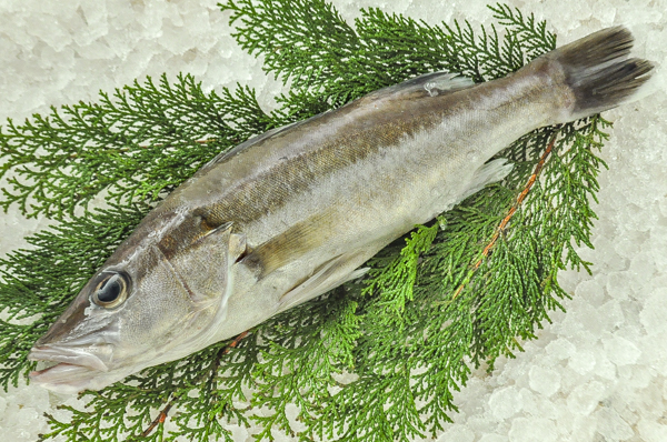 アラ 釣物 八面六臂