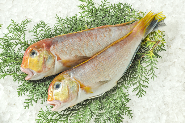 キアマダイ 八面六臂