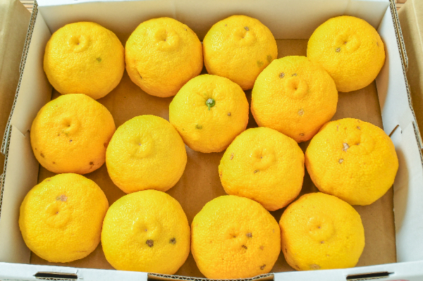 黄ゆず（14玉サイズ）（無）（3L）箱2kg