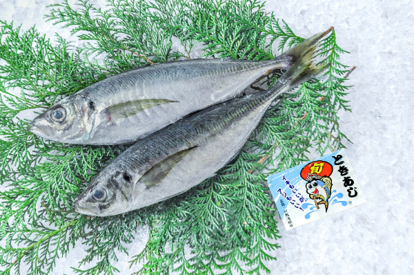 旬あじ（ときあじ）（小網）
