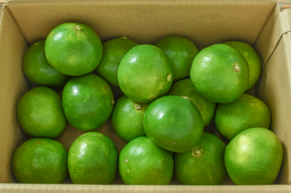 だいだい（2L）