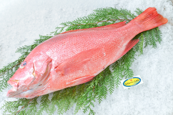 鹿児島かねご水産　ヨコフエダイ（鹿児島県産）