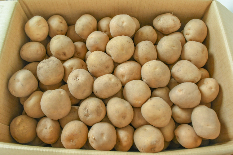 男爵薯（S）箱10kg