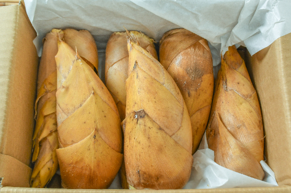 破竹（はちく）（16本サイズ） 【業務用食材の仕入れなら八面六臂】