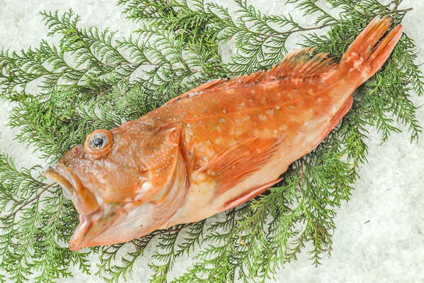 カサゴ 釣物 八面六臂