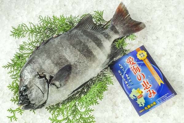 イシダイ 石鯛 八面六臂