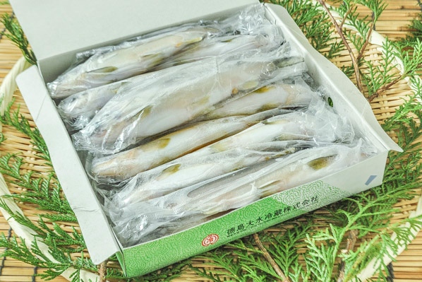 養殖あゆ