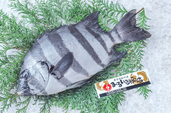 まるい鮮魚店　イシダイ（千葉県館山市船形産）