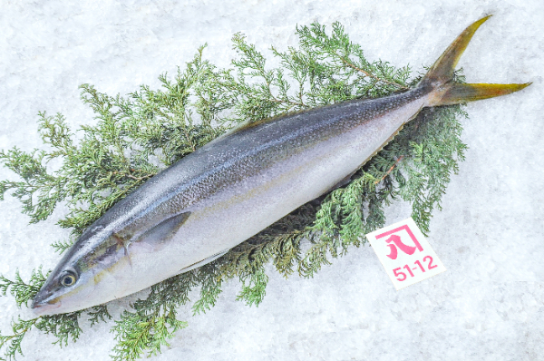 ツムブリ（釣物）