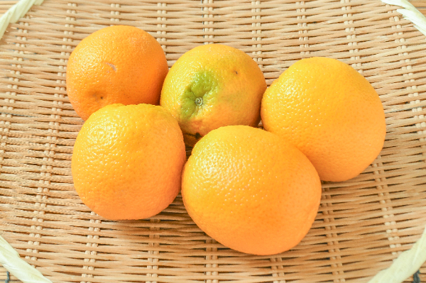 不知火（デコポン）（4L） 【業務用食材の仕入れなら八面六臂】