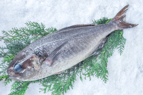 メダイ（釣物）