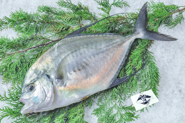 TORAYA　イトヒラアジ（愛媛県宇和島産）