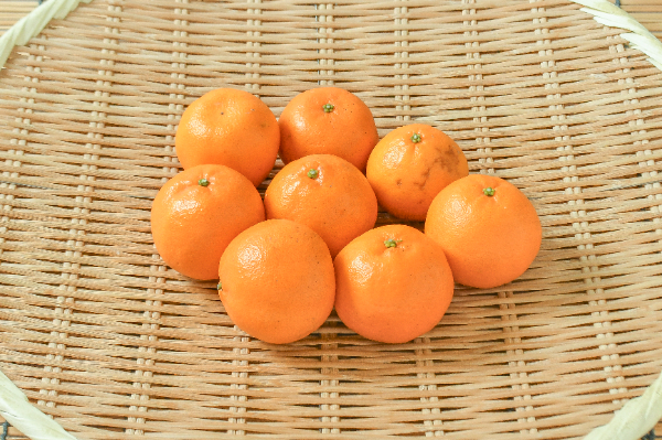 ポンカン（2S）（秀）